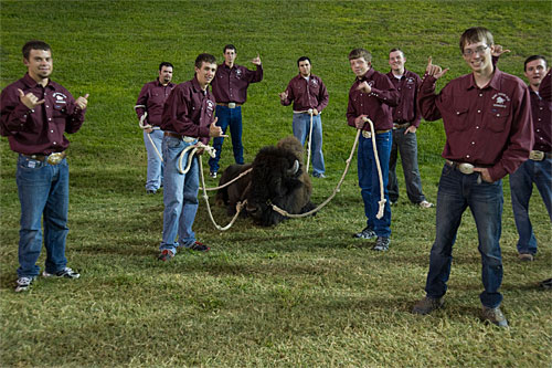 WTAMU Herdsmen with live Buffalo Mascot